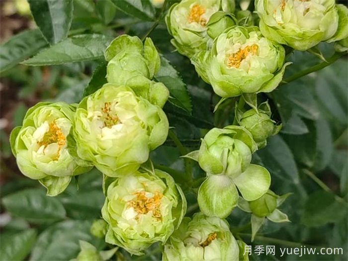 閃電月季，超級勤花的綠花微月(圖2)