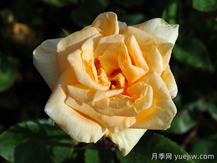 希林頓夫人月季，百年經(jīng)典灌木月季(圖2)