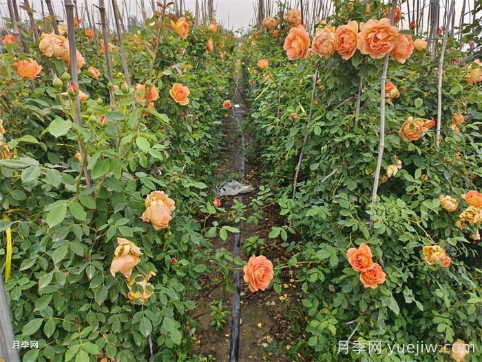 藤本夏洛特夫人月季的優(yōu)點(diǎn)和養護辦法(圖2)