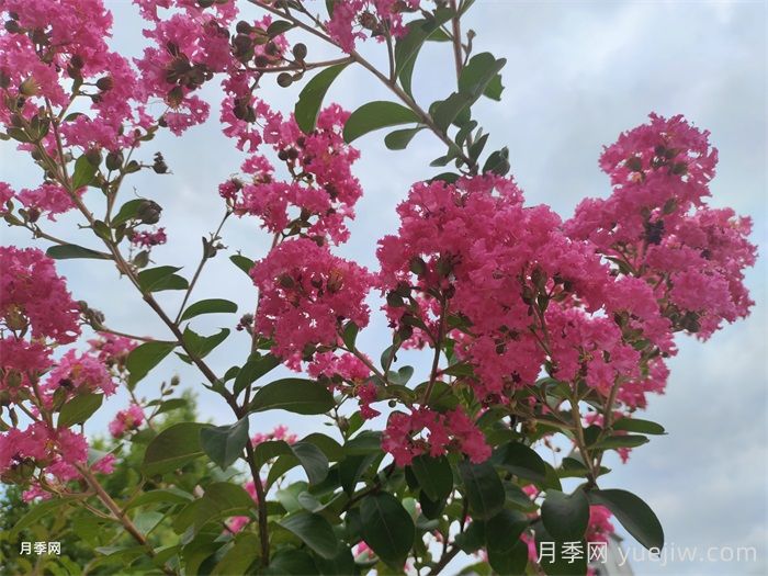 百十種四季配置應用的花木植物品種(圖2)