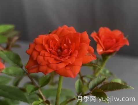 月季推薦，朱紅姬月季(圖1)