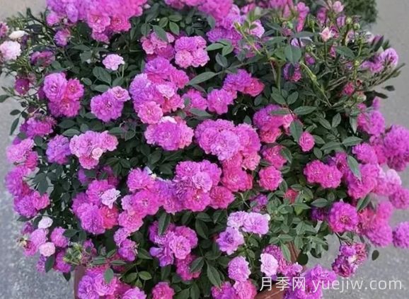 月季推薦，紫紅微月月季(圖1)