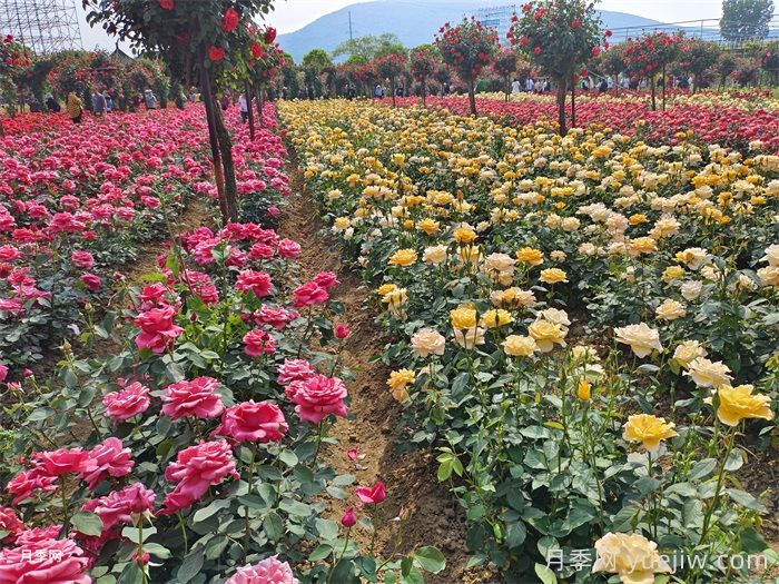 如何區分家庭園藝與園林工程的不同之處？(圖1)