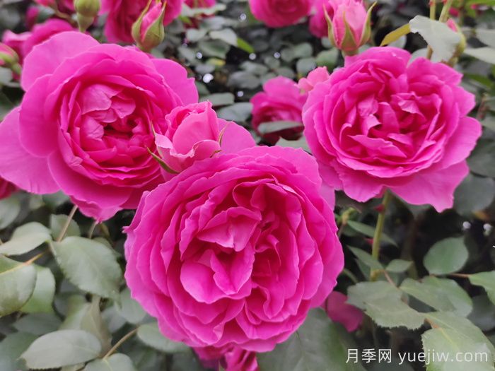 30種漂亮的月季品種，你養了幾種？(圖2)