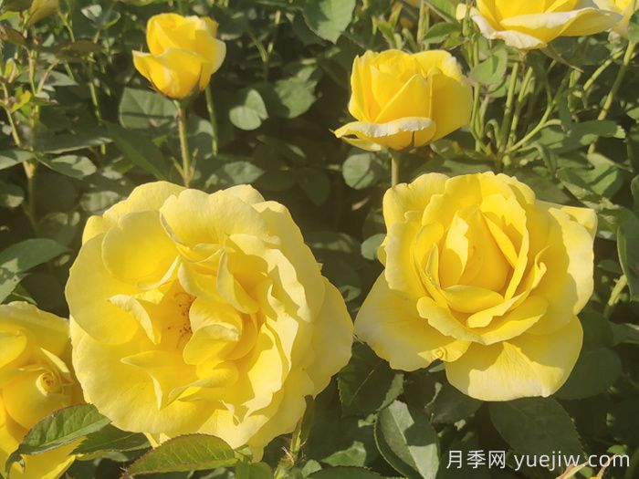 30種漂亮的月季品種，你養了幾種？(圖3)