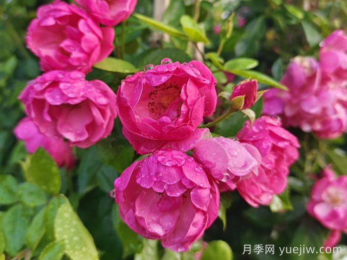 月季文化：花中皇后，愛(ài)的使者(圖1)