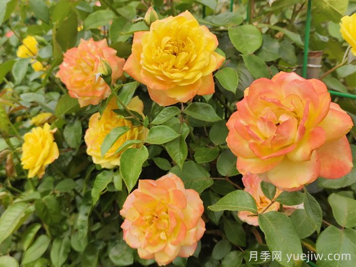 月季文化：花中皇后，愛(ài)的使者(圖4)