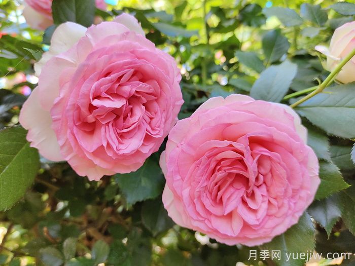 藤本月季知識科普，生長(cháng)習性、經(jīng)典品種及種植要點(diǎn)(圖2)