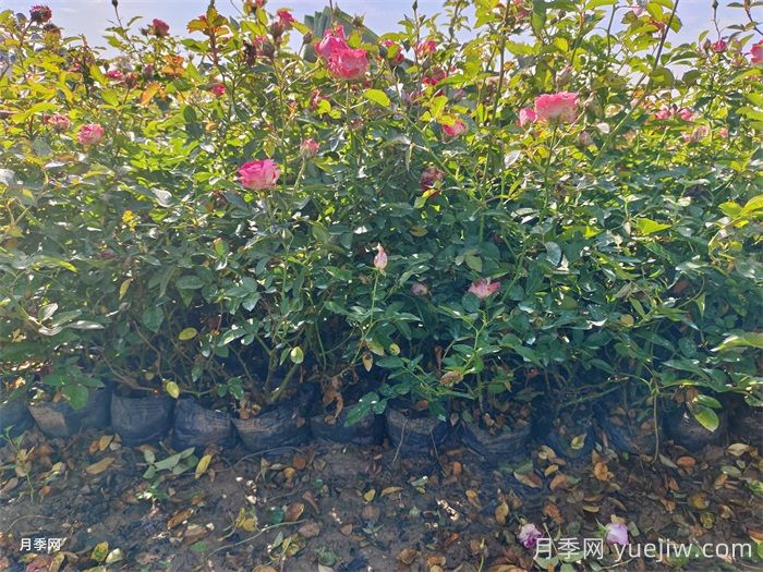 盆栽微型月季的養殖辦法，做好三點(diǎn)開(kāi)花不斷(圖1)