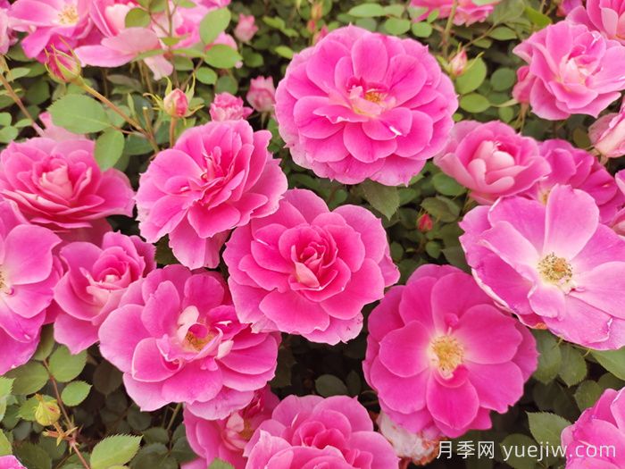 植物怎樣搭配以實(shí)現四季有景？(圖1)