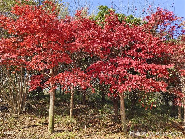 植物怎樣搭配以實(shí)現四季有景？(圖2)