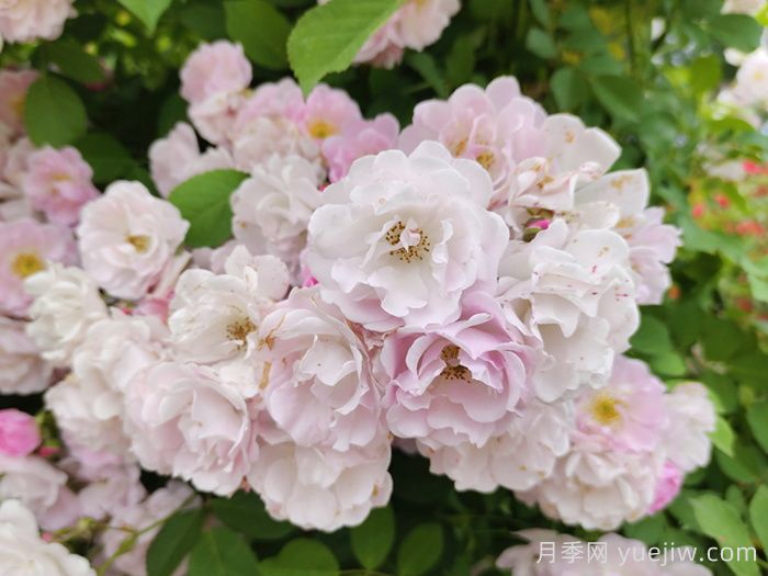 如果有個(gè)院子，一定要種一棵薔薇(圖1)