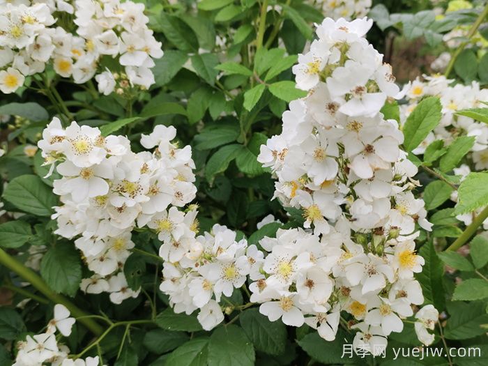 如果有個(gè)院子，一定要種一棵薔薇(圖2)