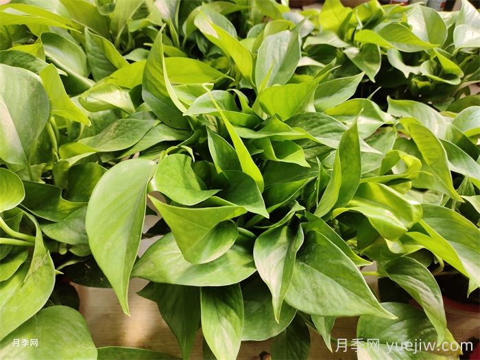 水培植物有哪些？(圖1)