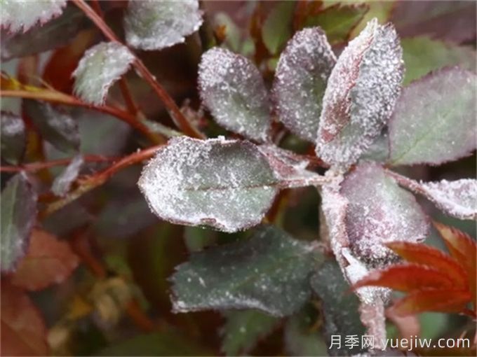 春季預防月季白粉病爆發(fā)的辦法(圖1)