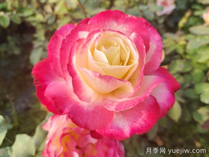 萬(wàn)中選五種，適合月季控的城市陽(yáng)臺月季花(圖2)