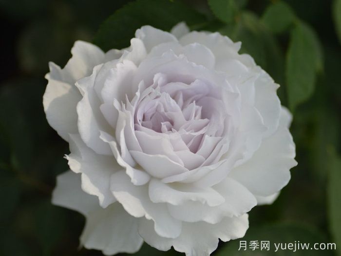 萬(wàn)中選五種，適合月季控的城市陽(yáng)臺月季花(圖3)
