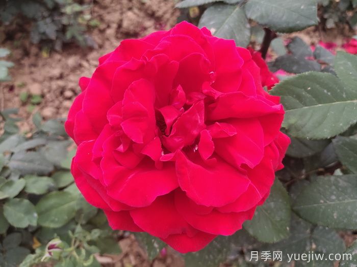盤(pán)點(diǎn)100個(gè)常見(jiàn)月季品種(圖4)