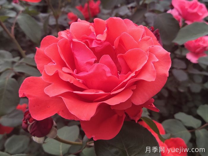 盤(pán)點(diǎn)100個(gè)常見(jiàn)月季品種(圖1)