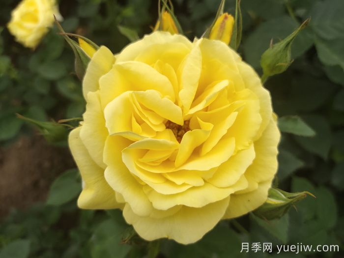 盤(pán)點(diǎn)100個(gè)常見(jiàn)月季品種(圖2)