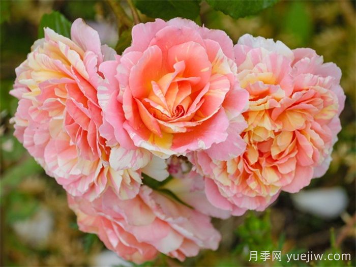 盤(pán)點(diǎn)100個(gè)常見(jiàn)月季品種(圖3)