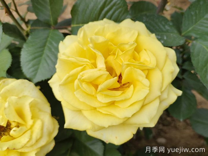 盤(pán)點(diǎn)100個(gè)常見(jiàn)月季品種(圖5)