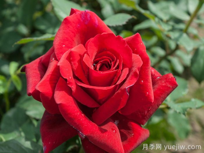 盤(pán)點(diǎn)100個(gè)常見(jiàn)月季品種(圖10)
