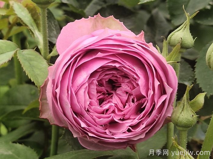 盤(pán)點(diǎn)100個(gè)常見(jiàn)月季品種(圖14)