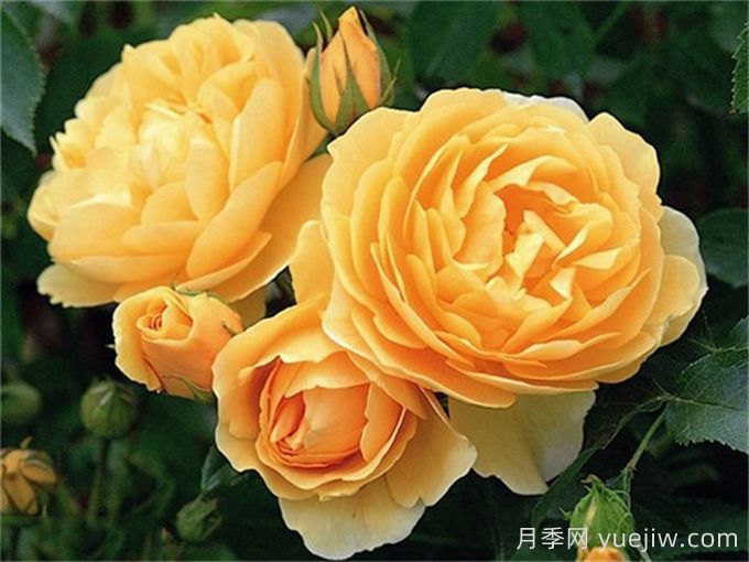 盤(pán)點(diǎn)100個(gè)常見(jiàn)月季品種(圖13)