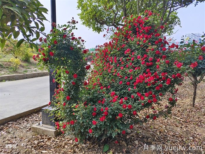 造型花木植物在景觀(guān)中的應用(圖1)