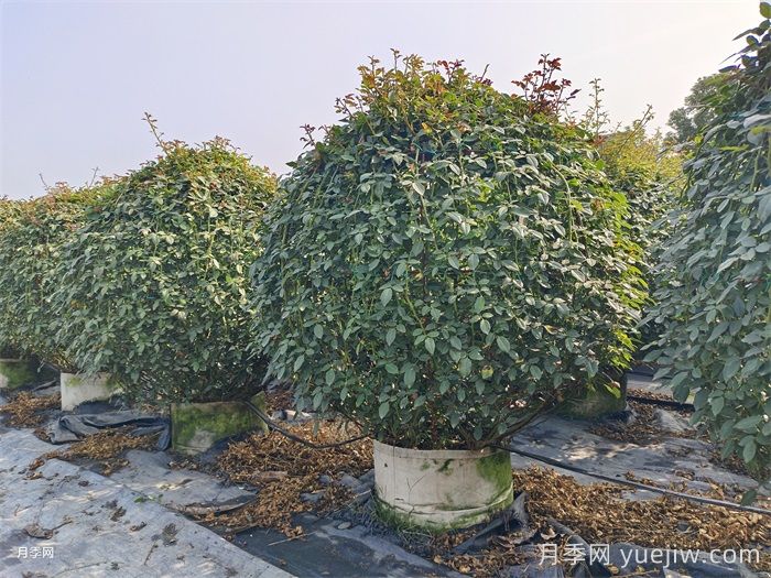 造型花木植物在景觀(guān)中的應用(圖2)