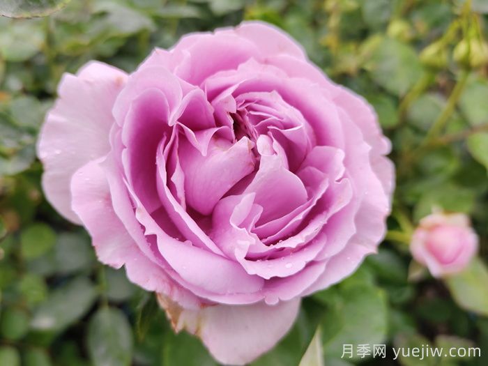 賞中國月季文化，詩(shī)詠月季花(圖1)