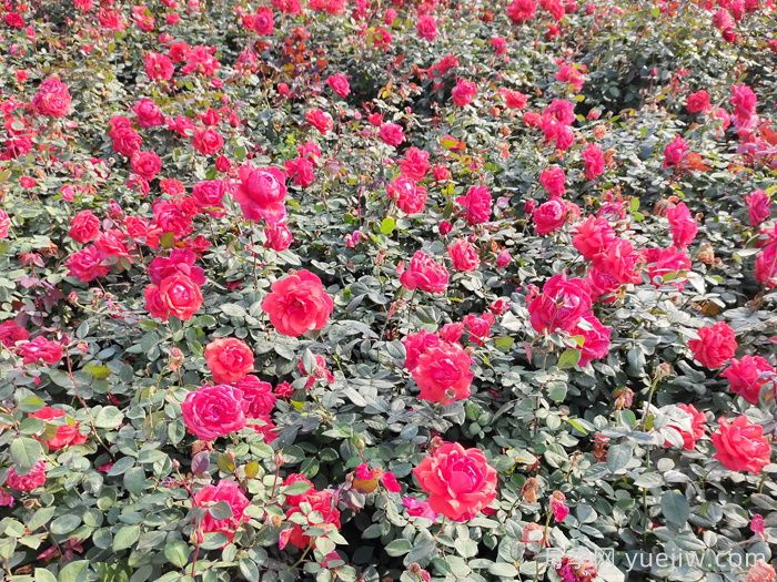 賞中國月季文化，詩(shī)詠月季花(圖2)