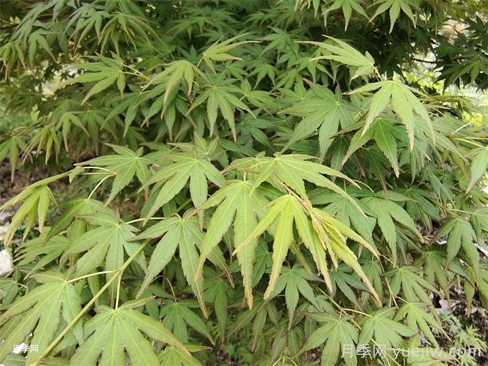 170種綠化喬木別名知多少？(圖2)