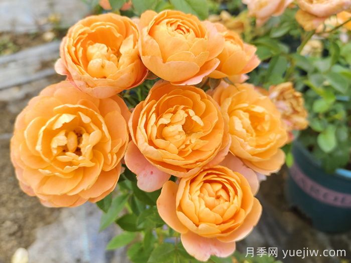果汁陽(yáng)臺月季專(zhuān)為陽(yáng)臺，讓果汁陽(yáng)臺四季開(kāi)花的辦法(圖1)