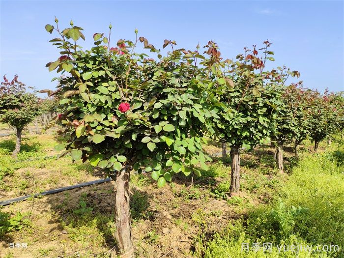 早春養月季苗，生長(cháng)開(kāi)花該如何做？(圖2)
