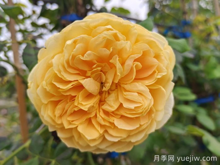 15個(gè)常見(jiàn)月季花特點(diǎn)知識分享(圖1)