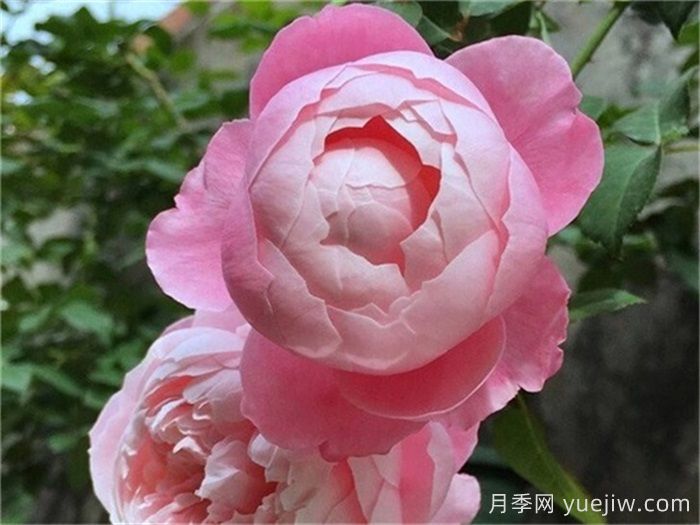 15個(gè)常見(jiàn)月季花特點(diǎn)知識分享(圖3)