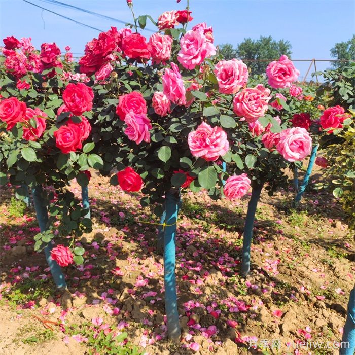 樹(shù)狀月季定植后澆灌核心原則(圖1)