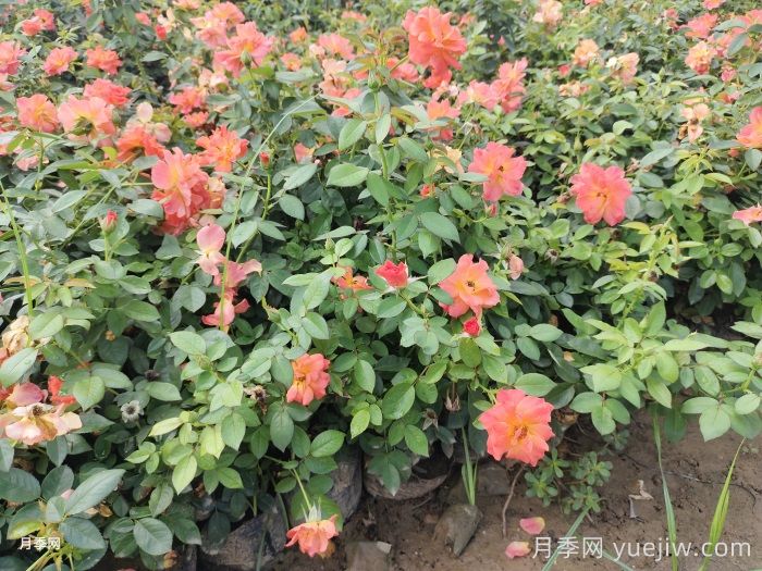 春季養月季花的小知識分享(圖1)