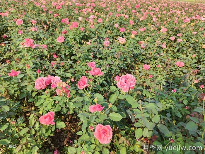 園林綠化養護中除草劑使用的利與弊(圖1)