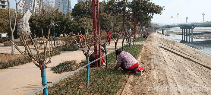 南陽(yáng)白河岸淯陽(yáng)橋臺地增植樹(shù)狀月季(圖1)