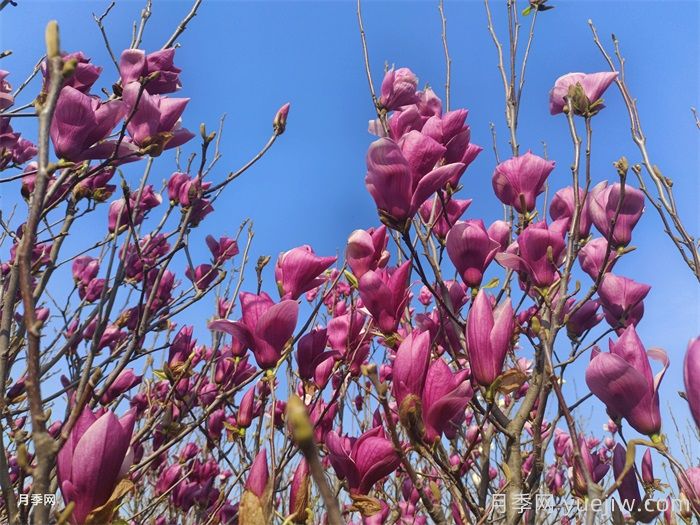南陽(yáng)南召：打造省級玉蘭科研平臺(圖1)