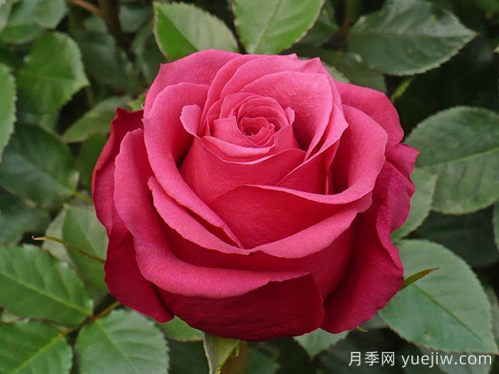 櫻桃?jiàn)W月季/櫻桃O/櫻桃巷(圖1)