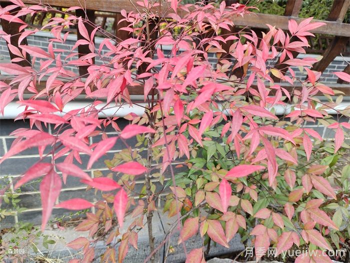 治愈系庭院花園植物，設計師必知的植物分享！(圖1)