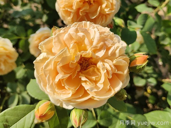 花卉市場(chǎng)月季十元一盆，為何網(wǎng)購月季苗要五十一盆？(圖1)