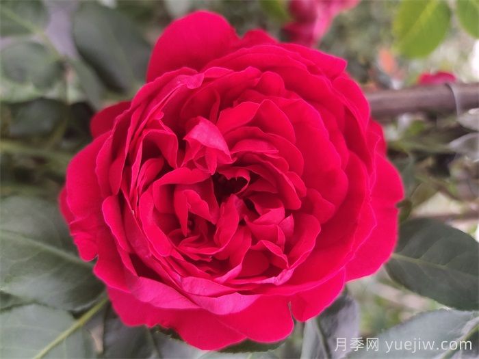 紅龍月季一年開(kāi)幾次花？4-12月開(kāi)6次(圖1)