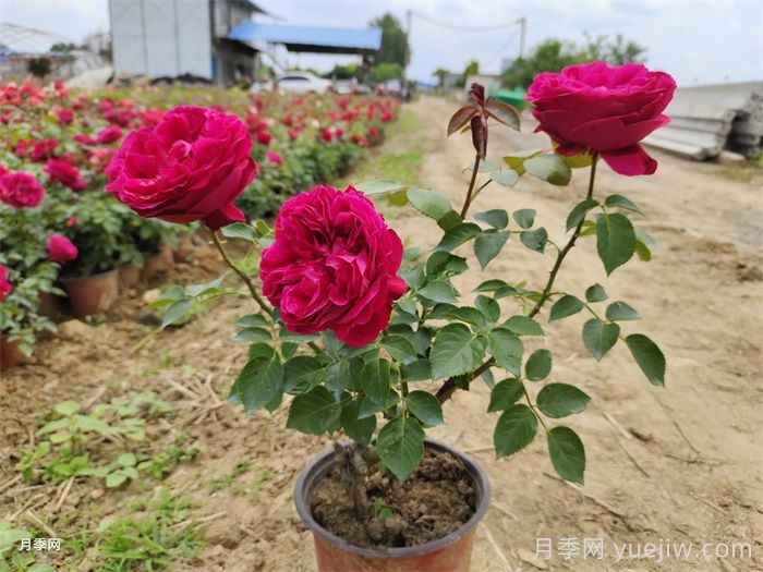 紅龍月季一年開(kāi)幾次花？4-12月開(kāi)6次(圖2)