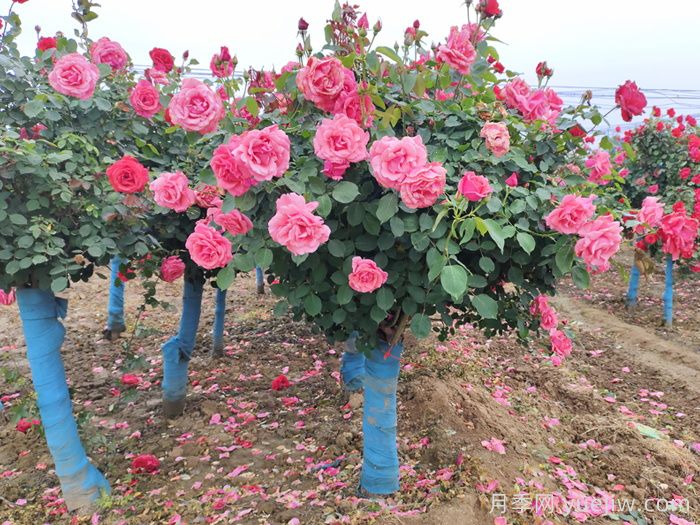 河北河間：月季成網(wǎng)紅，美麗能致富(圖1)