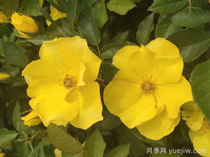 河北河間：月季成網(wǎng)紅，美麗能致富(圖2)